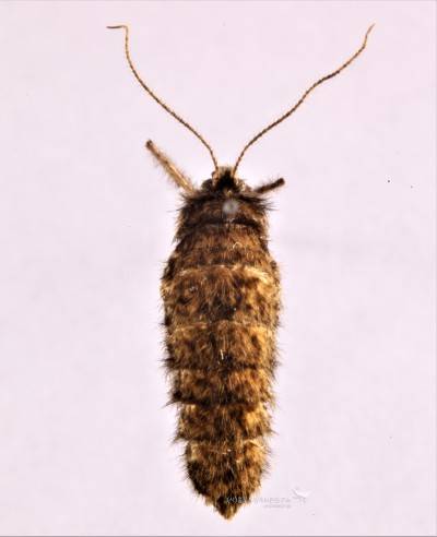 털겨울가지나방 암컷