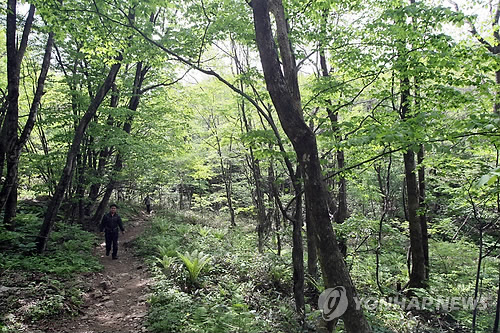 푸른 숲 숲[연합뉴스 자료사진]