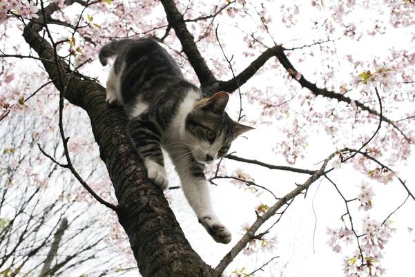 봄바람에 살랑이는 벚꽃 가지를 오르내리는 고양이, 꽃을 좇는 건지 벌을 좇는 건지.../사진 이용한