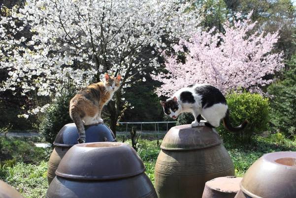 벚꽃과 고양이가 함께 한 모습은 그 자체로 어여쁘고 사랑스럽다./사진 이용한