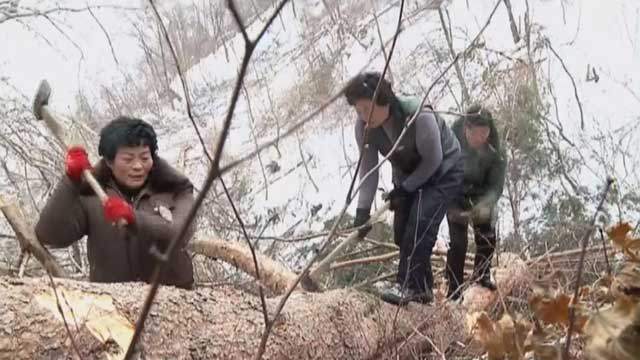 무분별 벌목·개간