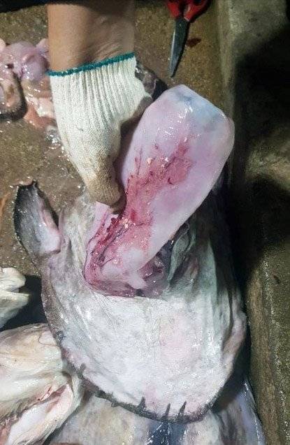 지난해 11월 전북 부안군 앞바다에서 잡은 아귀의 뱃속에서 500ml 페트병이 나왔다. [전북환경운동연합=뉴스1]