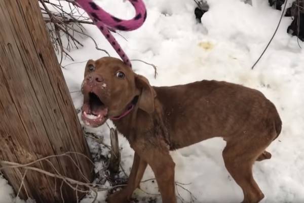 겁에 질린 유기견이 구조자에게 보인 반응  - Stray Rescue of St.Louis Official/유튜브 캡처