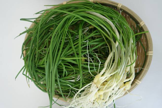 달래. 농촌진흥청 제공