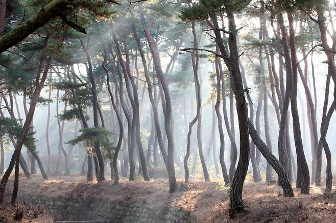 천년을 살아 갖은 질곡과 고난을 이겨내고 굽이굽이 세월을 지켜온 경주 삼릉 소나무 숲 사이로 햇살이 비친다. 소나무는 한국인이 가장 사랑하는 나무다. [중앙포토]