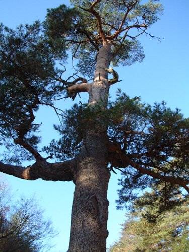 2004년 10월 울진 소광리 소나무. 강찬수 기자