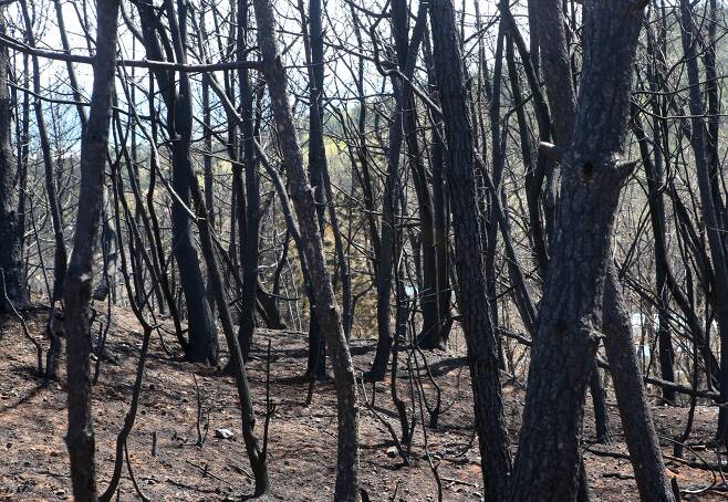 최근 산불이 발생한 강원 동해시 망상동의 소나무 숲이 숯덩이로 변했다. 소나무는 아름답기는 하지만 산불에 취약하다. [연합뉴스]