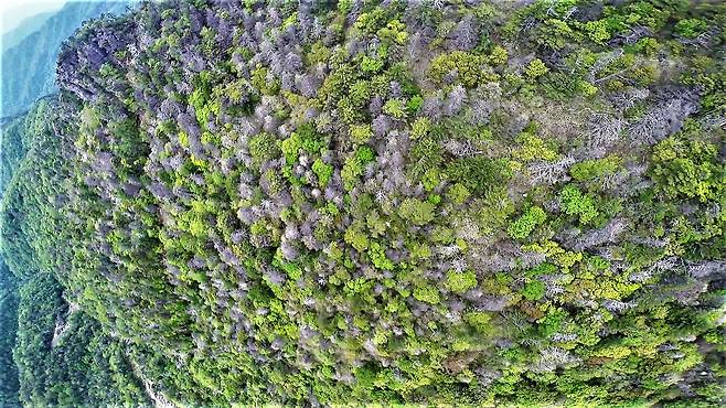 녹색연합이 지난해 9월 공개한 지리산 정상봉인 천왕봉-중봉 북사면에 나타난 고산침엽수 떼죽음 모습. 녹색연합은 국립백두대간수목원과 함께 지난 5월부터 8월까지 약 4개월간 현장을 조사한 결과 구상나무와 가문비나무가 빠른 속도로 죽어갔다고 설명했다. [녹색연합 제공= 뉴스1]