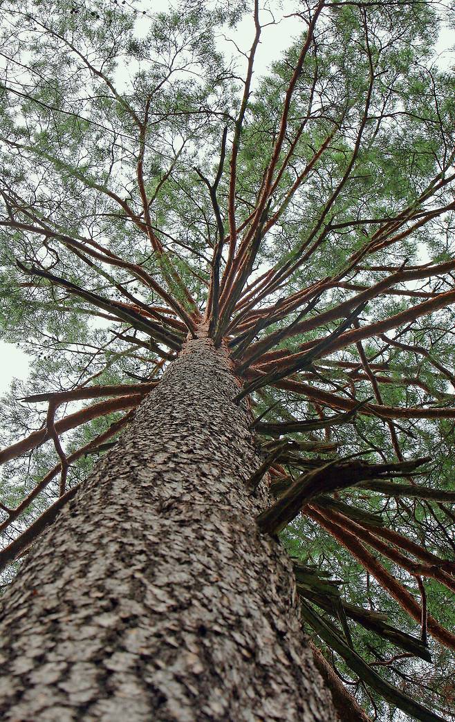 수령이 200년이 넘은 금강소나무 [중앙포토]