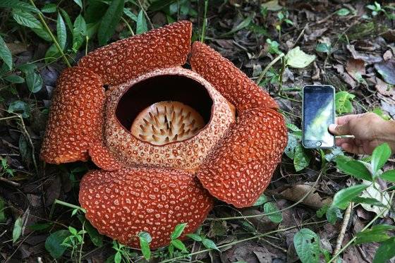 활짝 핀 라플레시아. 이달 초순 말레이시아에서 목격한 라플레시아는 지름이 78㎝라고 했다. 접근을 막아서 가까이 갈 수 없었다. 대신 스마트폰과 크기를 비교했다. 손민호 기자