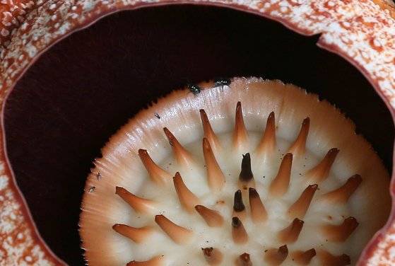 활짝 핀 라플레시아를 확대한 사진. 꽃 안쪽에 파리를 비롯한 벌레들이 보인다. 이 곤충들이 꽃가루를 옮긴다. 라플레시아가 이들 벌레를 유인하기 위해 악취를 풍긴다는 게 정설이다. 손민호 기자