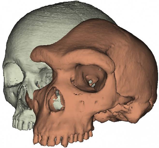 현생인류(왼쪽)의 두개골과 약 11만 년 전 살던 호모 하이델베르겐시스의 두개골을 비교했다. 현생인류가 더 부드럽고 머리 크기도 크다. 사진제공 요크대