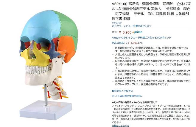 일본 인터넷 쇼핑몰에서 판매되고 있는 교육용 두개골 모형.  아마존 캡처