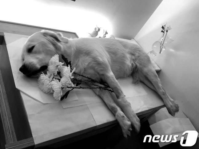 A씨 반려견 '차나' (사진 A씨 제공) © 뉴스1