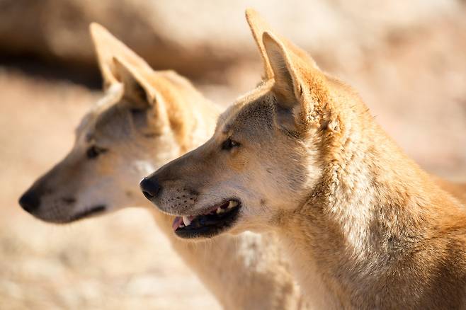 원주민의 개가 야생화한 딩고는 외래종이지만 오스트레일리아 생태계 최상위 포식자로서 중요한 기능을 한다. 게티이미지뱅크