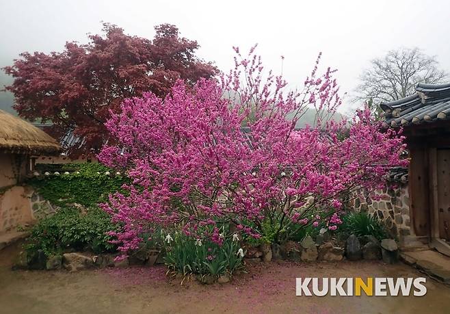 고택 입구에 자리한 박태기 꽃. 꽃봉오리가 구슬을 닮았다하여 북한에서는 '구슬꽃나무'라고 부른다.