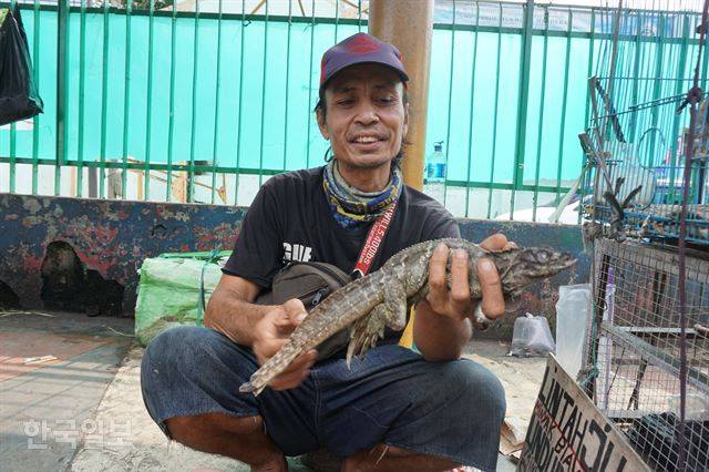 자카르타 도심 자티네가라 동물 시장 상인이 세일핀리자드를 꺼내서 특징을 설명하고 있다. 자카르타=고찬유 특파원