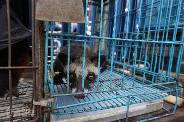 자카르타 자티네가라 지역 동물 시장에서 지난달 25일 만난 사향고양이가 쇠창살 안에서 고개를 내밀고 있다. 자카르타=고찬유 특파원