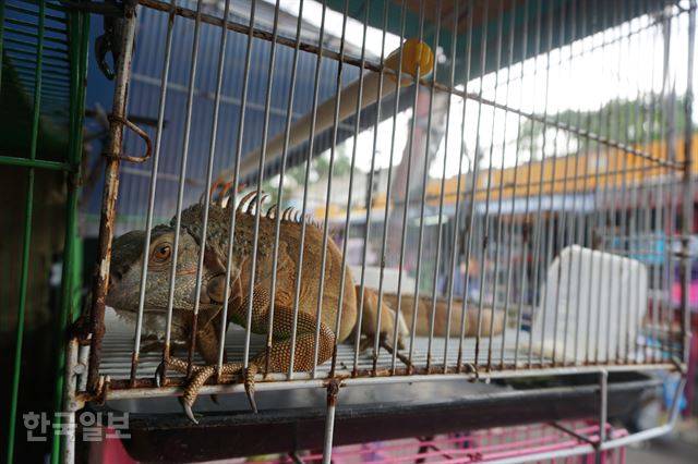 자카르타 도심 자티네가라 지역 동물 시장에서 가장 비싼 동물로 꼽히는 이구아나. 자카르타=고찬유 특파원