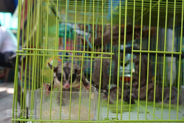 자카르타 도심 자티네가라 지역 동물 시장에서 지난달 25일 만난 슈가글라이더가 먹이를 먹다가 우리 밖을 응시하고 있다. 자카르타=고찬유 특파원