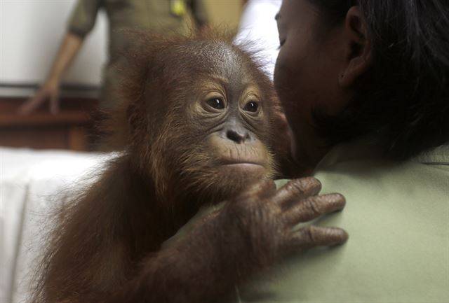 러시안인이 밀반출하려다 구출 된 오랑우탄. 자카르타포스트 캡처
