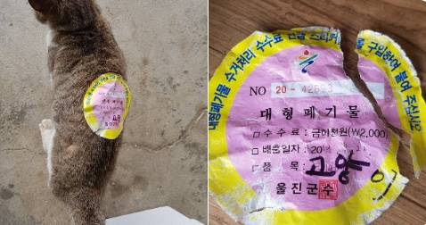 길고양이 몸에 붙어있던 폐기물 스티커. 품목에 '고양이'라고 적혀 있다. 제보자 트위터(@RIKIN_01) 캡처