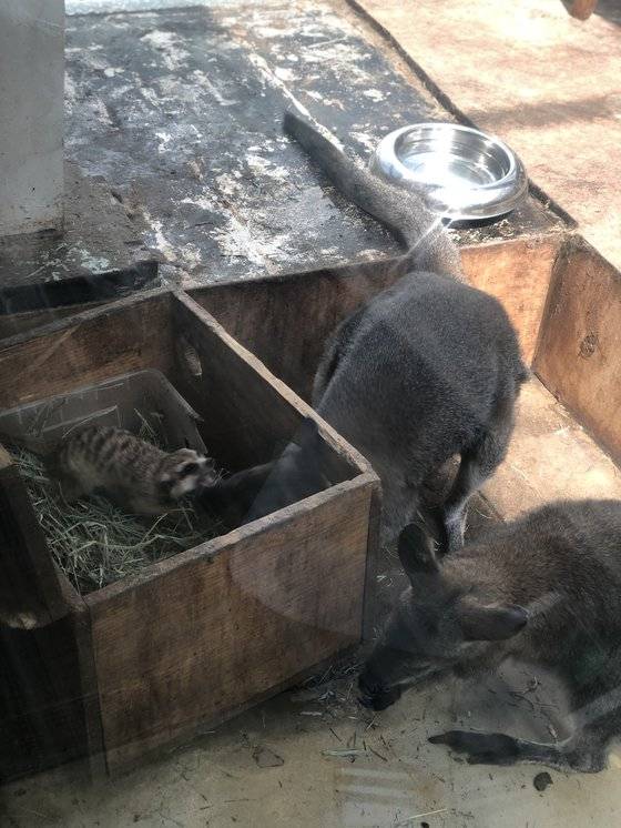 서울 마포구의 한 동물체험카페에 전시된 미어캣과 왈라비가 먹이를 두고 경쟁하고 있다. 천권필 기자.