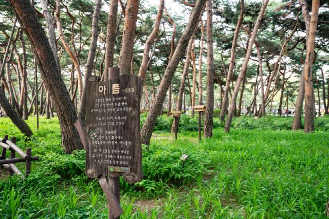 강북구 솔밭근린공원 100년생 소나무 숲. /사진=서울관광재단