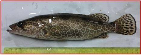 배합사료로 양식한 30㎝짜리 쏘가리 [연합뉴스 자료사진]