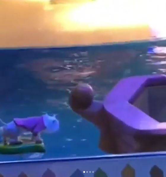 "고양이 공연이 보기 불편하다"며 14일 한 네티즌이 올린 영상. 고양이가 물 위에서 공연을 펼치는 것으로 보이지만, 사실은 물 위가 아닌 수조 옆 바닥에서 진행된 공연이다. SNS 캡처