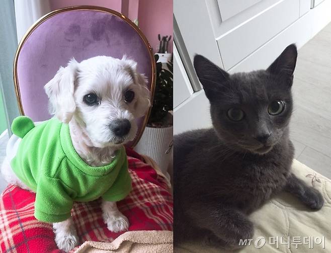 사랑스러운 반려동물들./사진=류원혜(왼쪽), 독자 김모씨 제공