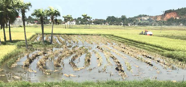 베트남 중북부 탄호아 지역 인근의 들판 풍경. 코코넛 나무가 들어선 논에서 추수가 한창이다. 인근 다른 논에서는 또 모심기 준비에 농부들이 바삐 움직였다. 남북선을 따라 달리다 보면 베트남의 다양한 자연 경관을 접할 수 있다.