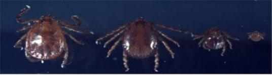 '살인 진드기'라고 불리는 작은소참진드기. /조선DB