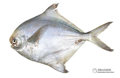 덕대 [국립수산과학원 제공]