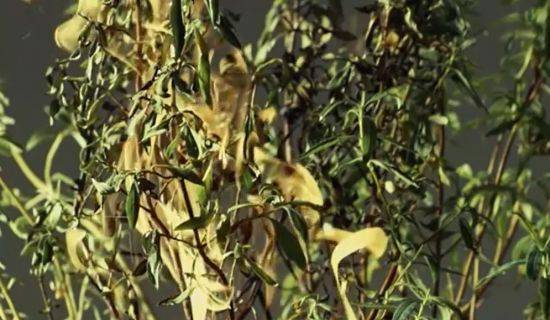 스스로 발화하는 시스투스. [사진=유튜브 화면캡처]