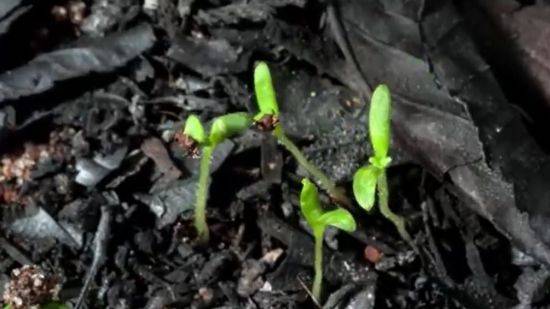 주변의 모든 것을 태워버린 잿더미 속에서 자라나는 시스투스의 새싹. [사진=유튜브 화면캡처]