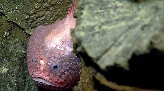 마리아나 해구에서 발견되는 심해어 [중앙포토]