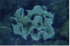 거대 대형 단세포 생물인 제노피오포르.