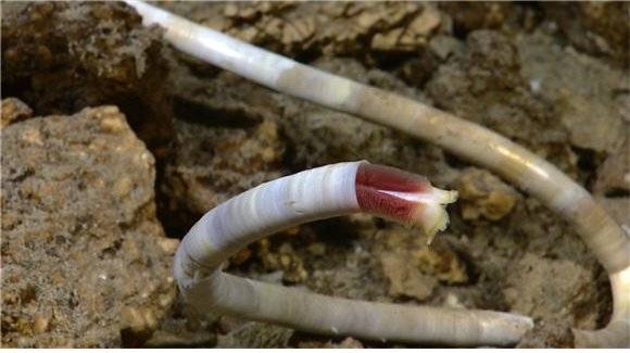 열수광상 주변에서 발견되는 대형 관벌레. [중앙포토]