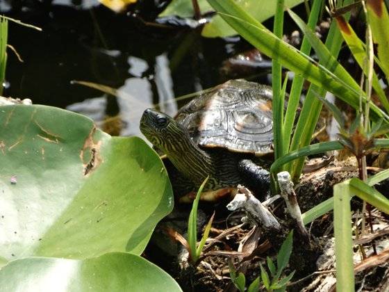 국내 야생에서 발견된 중국줄무늬목거북. 남생이과에 속하는 민물거북으로 붉은귀거북이 생태계교란종으로 지정되고 수입과 유통이 전면 금지되면서 그것을 대체해 수입되고 있다.[사진 국립생태원]
