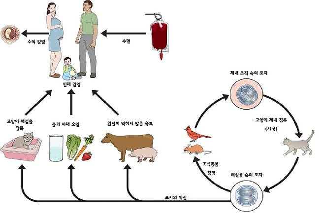 톡소플라스마 원충의 감염 경로.