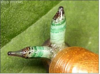 기생충에 감염돼 애벌레처럼 퉁퉁 부은 달팽이의 눈자루,