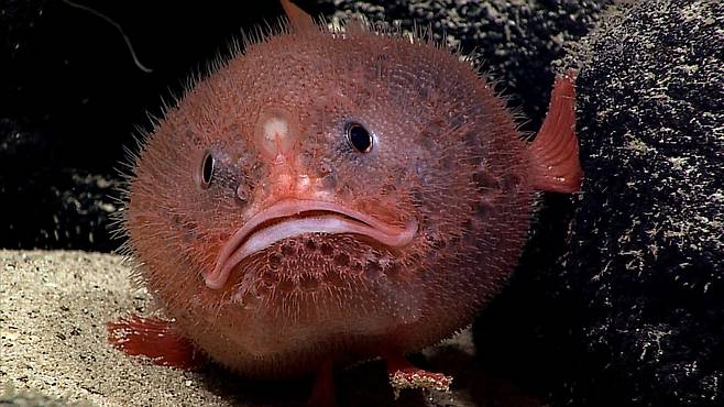 아귀의 일종인 점씬벵이과 어류. 숨 쉬는 행동을 최소화해 에너지 소비를 줄이고 천적을 피한다는 사실이 밝혀졌다. 미 국립해양대기국(NOAA) 제공.