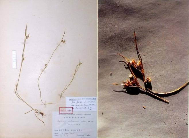 영국 연구팀은 1900년 이래로 매년 종자식물 3종이 멸종하고 있으며 이는 자연 속도의 500배 수준이라고 보고했다. 멸종된 종자식물에는 한국의 ′무등풀′도 포함돼 있다. 사진은 무등풀의 표본(왼쪽)과 열매다. 국립수목원 국가생물종지식정보시스템 제공