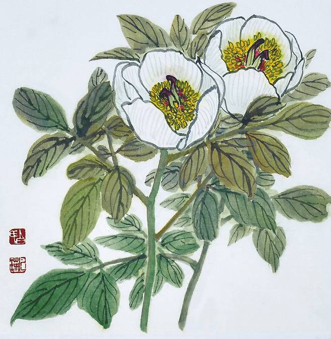 산속의 귀족, 산작약. 제주도, 중부지방의 깊은 산 숲속에서 자라는 산작약은 국내에만 자생하는 특산식물로 개체수는 매우 적다. 백작白勺, 하리何離, 관방冠芳이라고도 한다. 산작약은 꽃잎이 9개 이하로(작약은 9개 이상) 줄기 끝에 꽃이 하나씩 달린다. 수술이 매우 많고 암술은 3~4개며 암술대는 길게 자라 뒤로 말린다. 백작약, 산작약, 천작약의 뿌리를 백작약白灼藥이라 하며 약용한다. 산작약, 23X22.5cm, 백설지에 수묵담채, 2019