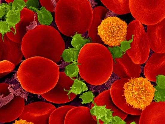 혈액형은 적혈구 표면에 있는 당사슬의 형태로 결정된다. 이를 끊어 O형으로 만드는 기술이 개발됐다. [중앙포토]