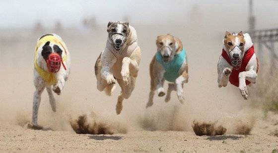 국내에서 열린 그레이하운드 경기에서 경주견들이 트랙을 돌고 있는 모습. 그레이하운드 종은 몸이 가늘고 다리가 길쭉해 매우 빠르게 달릴 수 있고, 시력이 뛰어나다. 그래서 사냥견과 경주견으로 많이 길들였다. [중앙포토]