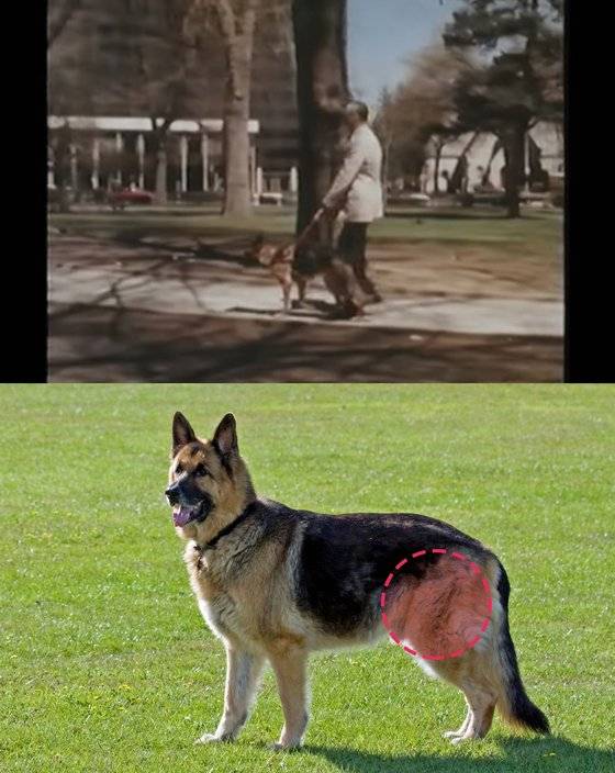 최초의 시각 장애인 안내견이자 저먼 셰퍼드 품종인 '버디(Buddy)'는 주인 '모리스 프랭크(Morris Frank)'를 도왔다(위). 저먼 셰퍼드는 안내견, 군견, 경찰견 등 다방면에서 활약할 정도로 의젓하지만, 대퇴부 형성 장애가 흔히 발생하는 품종이다(아래). [사진 유튜브 캡처, pixabay]