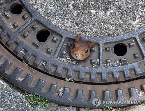 지난 20일(현지시간) 맨홀에 머리가 끼여 움직이지 못하는 신세가 된 다람쥐가 애타게 소방대원에게 구조신호를 보내고 있다. [DPA=연합뉴스]