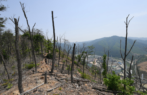 나무가 말라 비틀어져 황폐화된 영풍 석포제련소 인근 산에 올랐다. 나무들은 새까맣게 불에 탄 듯 고사했다. 2014년 산림청에서는 재선충에 걸린 것처럼 보이기 위해 나무를 토막내고 한 곳에 모아뒀다. 이렇게 피해가 심각한데도 제대로 된 대기환경측정이 이루어지지 않고 있다.